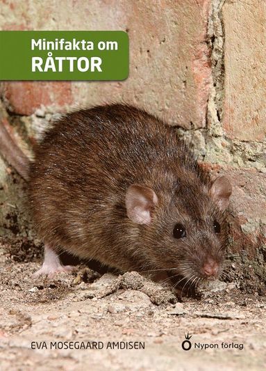 Minifakta om råttor (inbunden)
