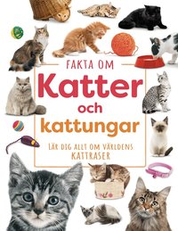 Omslag: Fakta om katter och kattungar : lär dig allt om världens kattraser