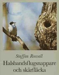 Halsbandsflugsnappare och skärfläcka : några gotländska fåglars historia (inbunden)