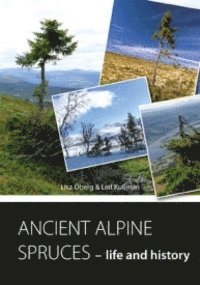 ANCIENT ALPINE SPRUCES - life and history (hftad)
