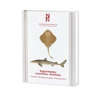 Ryggstrngsdjur : lansettfiskar - broskfiskar. Chordata : branchiostomatidae - chondrichthyes (inbunden)