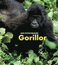 Omslag för Gorillor : en spännande upptäcktsresa i Kongo