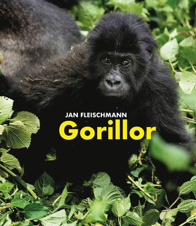 Gorillor : en spnnande upptcktsresa i Kongo (inbunden)