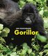 Gorillor : en spnnande upptcktsresa i Kongo