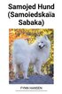 Samojed Hund (Samoiedskaïa Sabaka)