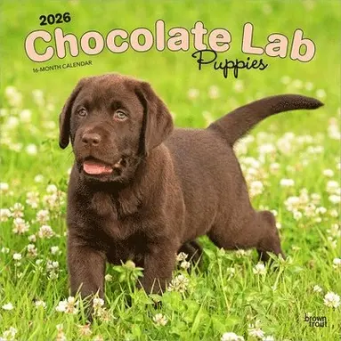 Labrador Retriever Puppies, Chocolate 2026 Square Flap Calendar ...