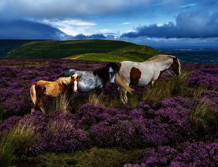 Pussel 2000 bitar Wild Horses, Övrigt