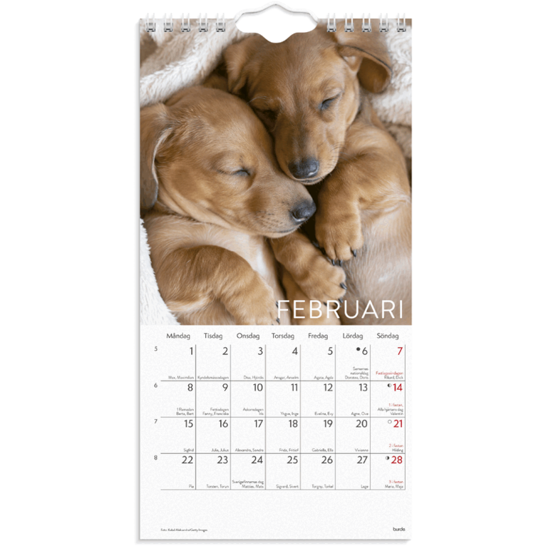 Väggkalender 2027 Liten Hundkalender, Övrigt