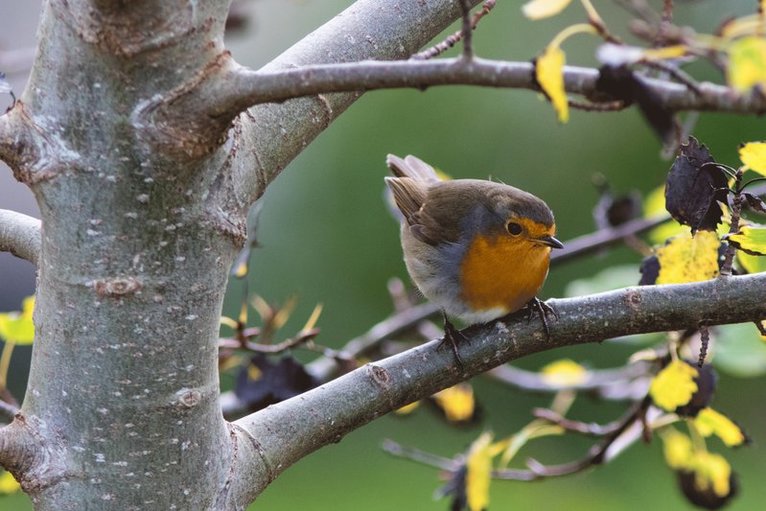 Minipussel 150 bitar Rödhake, Övrigt