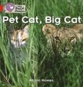 Pet Cat, Big Cat
