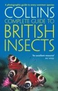 British Insects