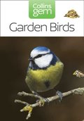 Garden Birds