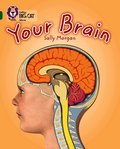 Your Brain
