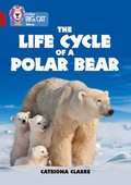 The Life Cycle of a Polar Bear