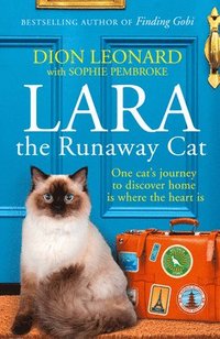 Lara The Runaway Cat