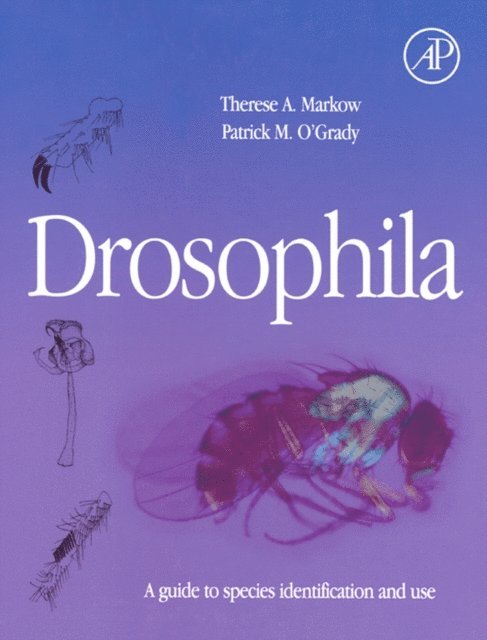 Drosophila