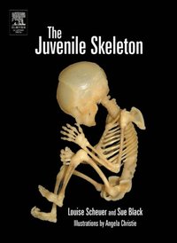 Juvenile Skeleton