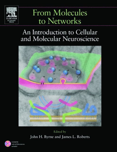 James L. Roberts, M. Neal Waxham, Ruth Heidelberger, John H. Byrne - From Molecules to Networks, E-bok