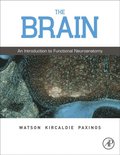 Brain