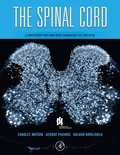 Spinal Cord