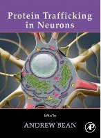Protein Trafficking in Neurons