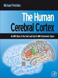 The Human Cerebral Cortex
