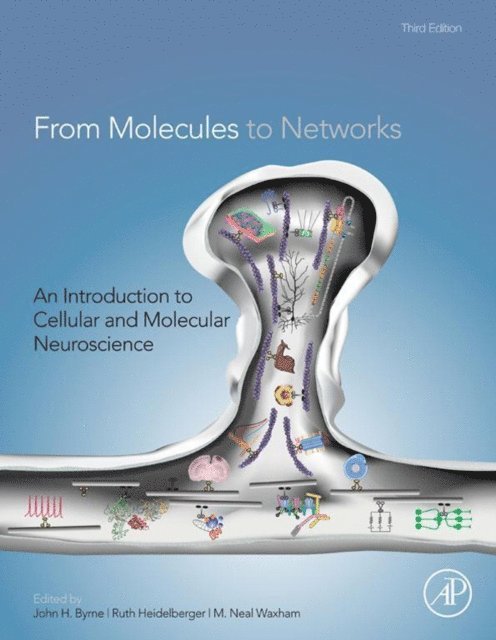 M. Neal Waxham, Ruth Heidelberger, John H. Byrne - From Molecules to Networks, E-bok