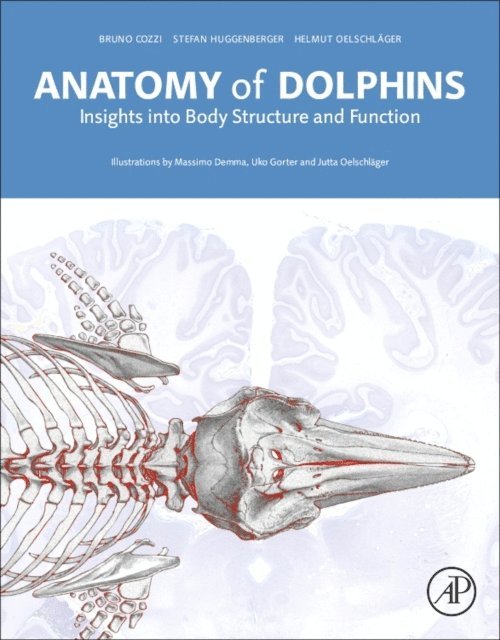 Anatomy of Dolphins