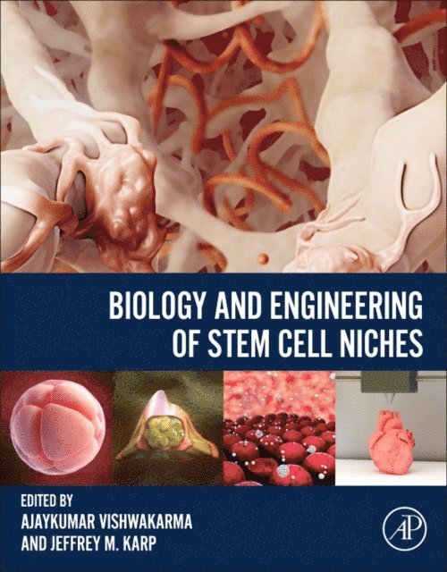 Jeffrey M Karp, Ajaykumar Vishwakarma - Biology and Engineering of Stem Cell Niches, E-bok