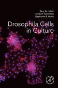Drosophila Cells in Culture