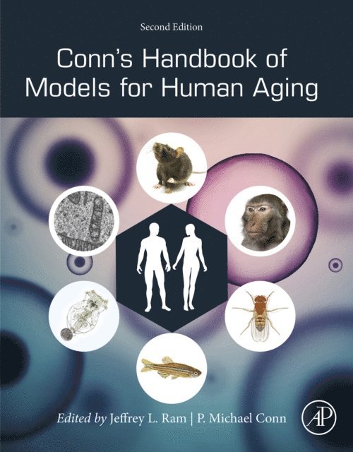 P. Michael Conn, Jeffrey L. Ram - Conn's Handbook of Models for Human Aging, E-bok