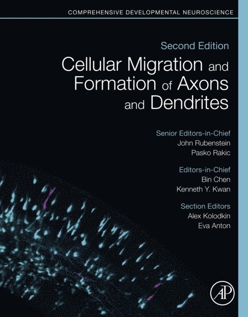 Kenneth Y. Kwan, Bin Chen - Cellular Migration and Formation of Axons and Dendrites, E-bok