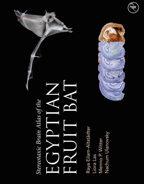 Nachum Ulanovsky, Menno Witter, Liora Las, Raya Eilam-Altstadter - Stereotaxic Brain Atlas of the Egyptian Fruit Bat, E-bok