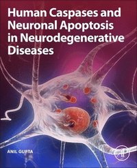 Human Caspases and Neuronal Apoptosis in Neurodegenerative Diseases