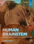 Human Brainstem