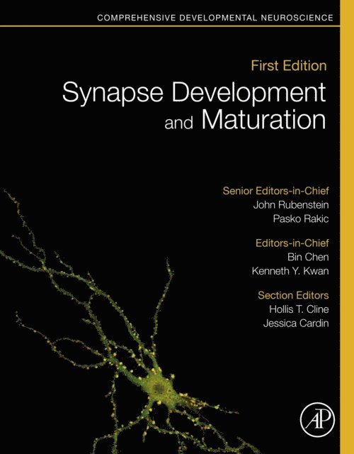 Kenneth Y. Kwan, Bin Chen, John Rubenstein, Pasko Rakic - Synapse Development and Maturation, E-bok
