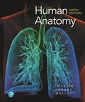 Human Anatomy