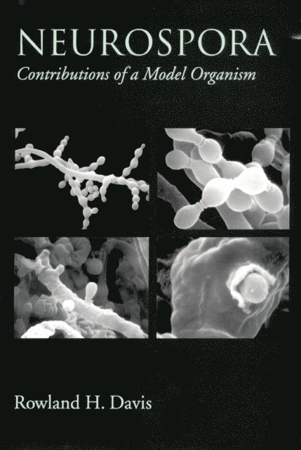 Neurospora