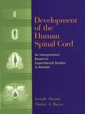 Development of the Human Spinal Cord: An Interpretation Based on Experimental Studies in Animals