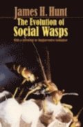 Evolution of Social Wasps
