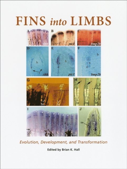 Brian K. Hall - Fins into Limbs, E-bok