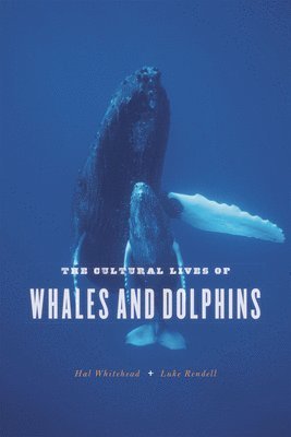 Hal Whitehead, Luke Rendell - Cultural Lives of Whales and Dolphins, Häftad. Tillgänglighet: Lägg i varukorg