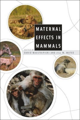 Dario Maestripieri, Jill M. Mateo - Maternal Effects in Mammals, Inbunden
