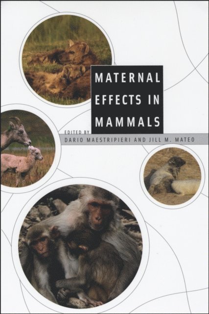 Jill M. Mateo, Dario Maestripieri - Maternal Effects in Mammals, E-bok