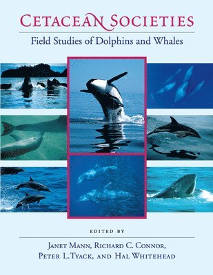 Janet Mann, Richard C. Connor, Peter L. Tyack, Hal Whitehead - Cetacean Societies, Häftad. Tillgänglighet: Lägg i varukorg