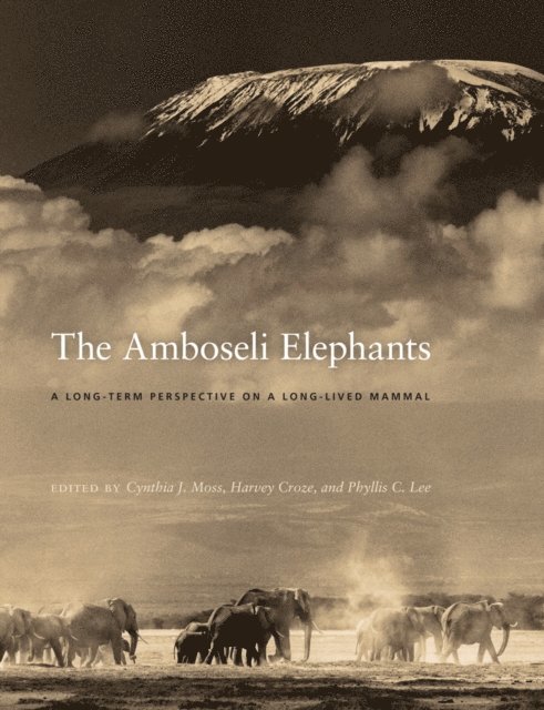 Amboseli Elephants