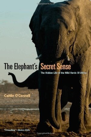 Caitlin O`connell - Elephant`s Secret Sense – The Hidden Life of the Wild Herds of Africa, Häftad. Tillgänglighet: Lägg i varukorg