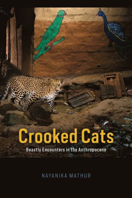 Nayanika Mathur - Crooked Cats, E-bok