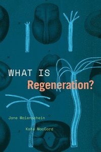 What Is Regeneration?