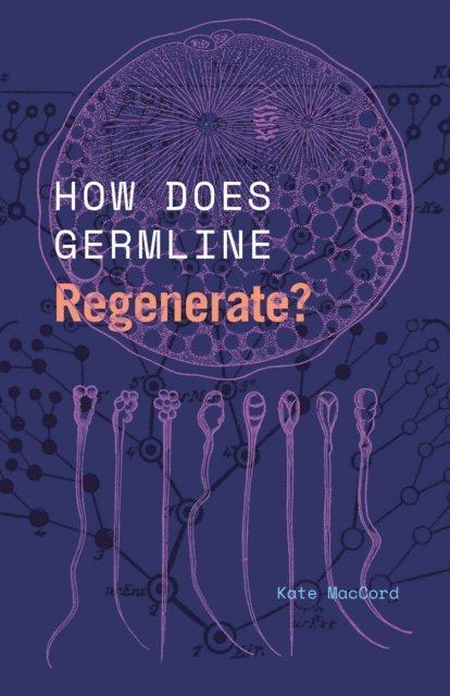 Kate MacCord - How Does Germline Regenerate?, E-bok